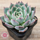 Echeveria 'Black Swan'