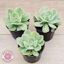 Load image into Gallery viewer, Echeveria Blade Runner

