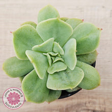 Load image into Gallery viewer, Echeveria Blade Runner
