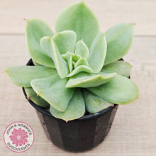 Load image into Gallery viewer, Echeveria Blade Runner
