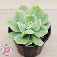 Load image into Gallery viewer, Echeveria Blade Runner
