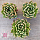 Echeveria 'Bloody Champagne'