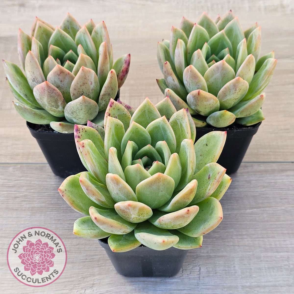 Echeveria 'Bloody Champagne'