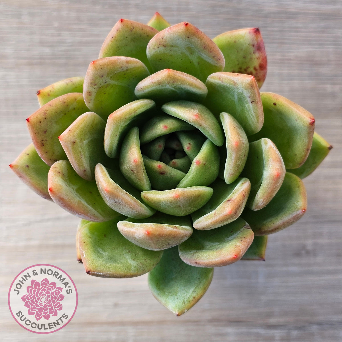 Echeveria 'Bloody Champagne'