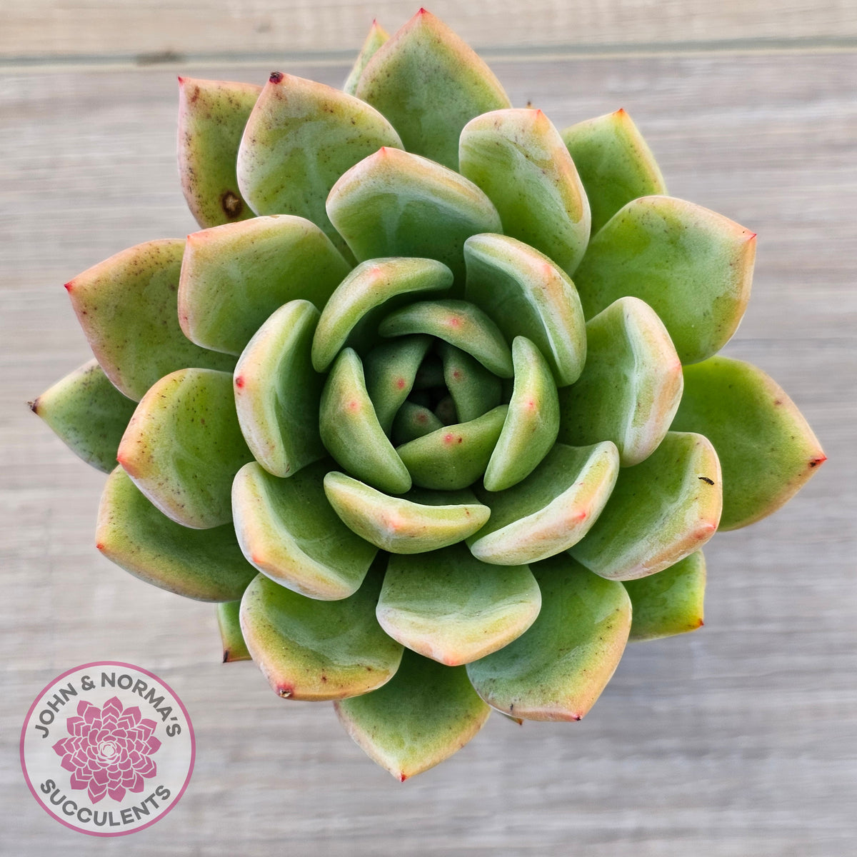 Echeveria 'Bloody Champagne'