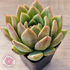 Echeveria 'Bloody Champagne'