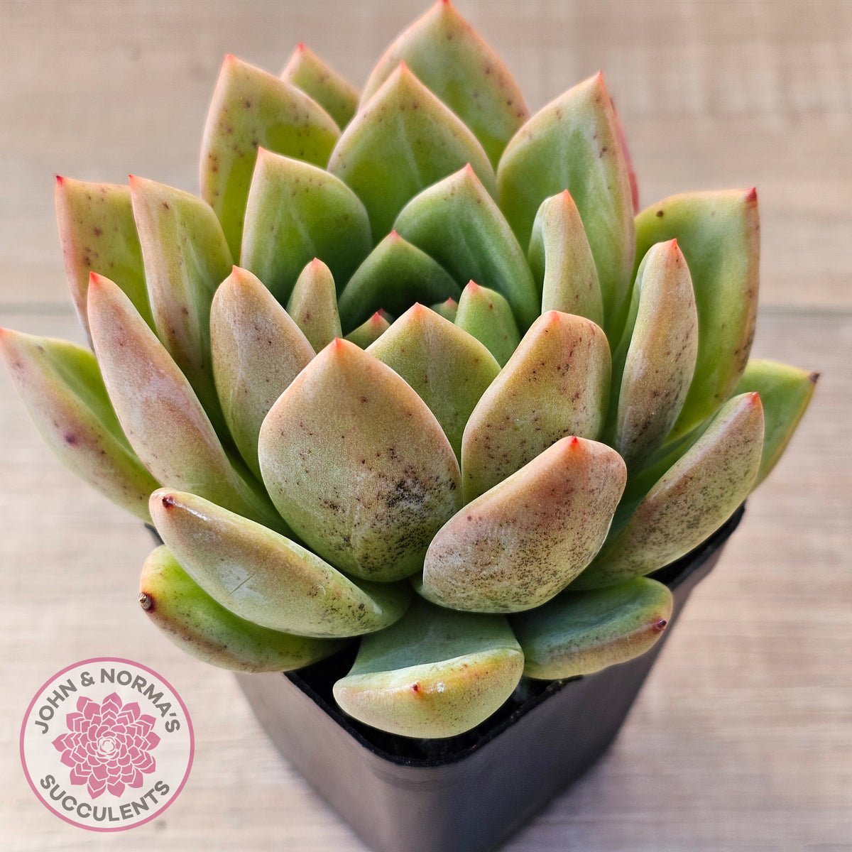 Echeveria 'Bloody Champagne'
