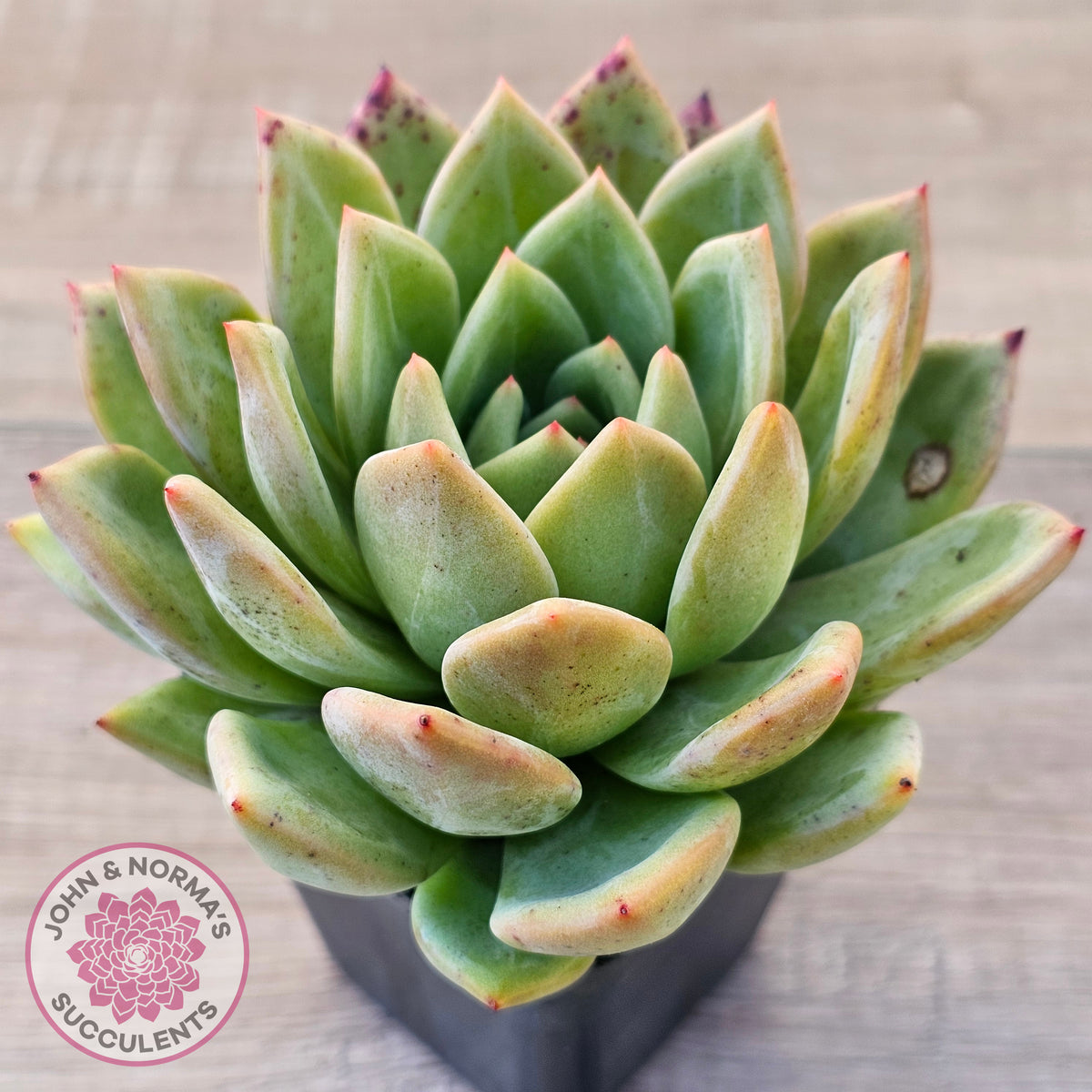 Echeveria 'Bloody Champagne'