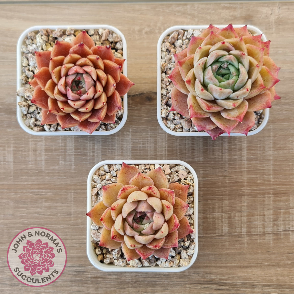 Echeveria 'Bloody Conch'