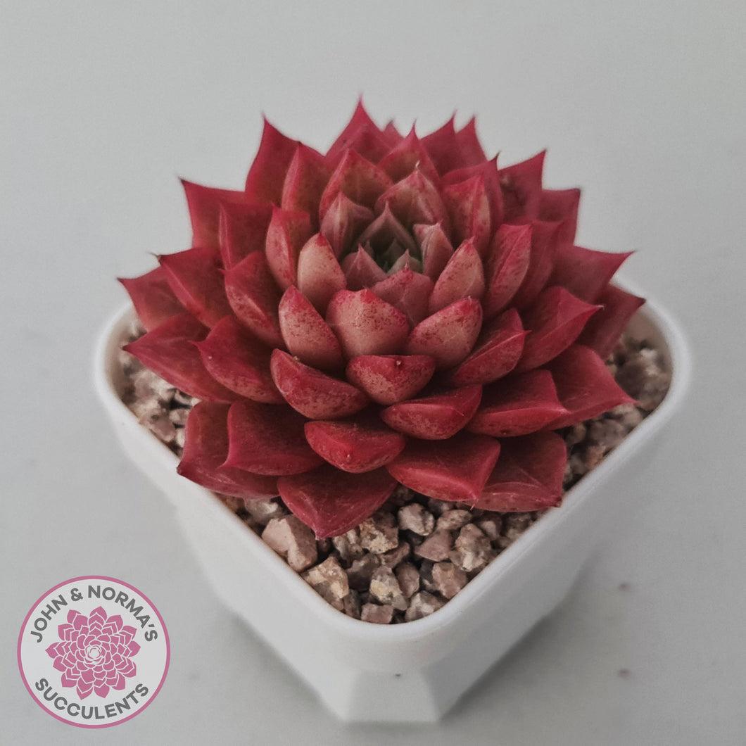 Echeveria 'Bloody Conch'