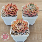 Echeveria 'Bloody Conch'
