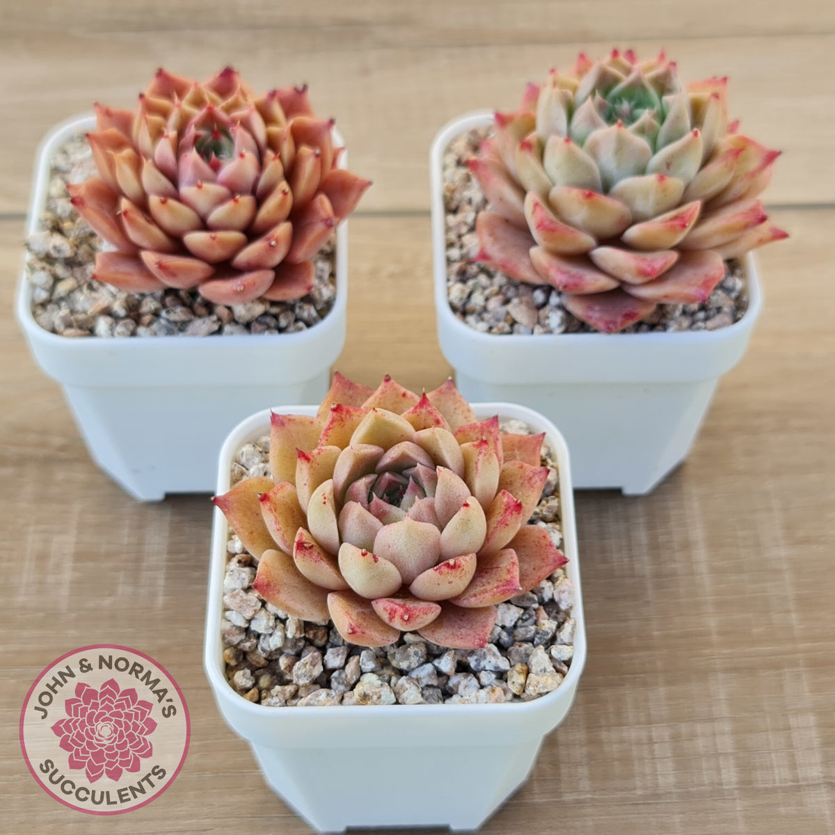 Echeveria 'Bloody Conch'