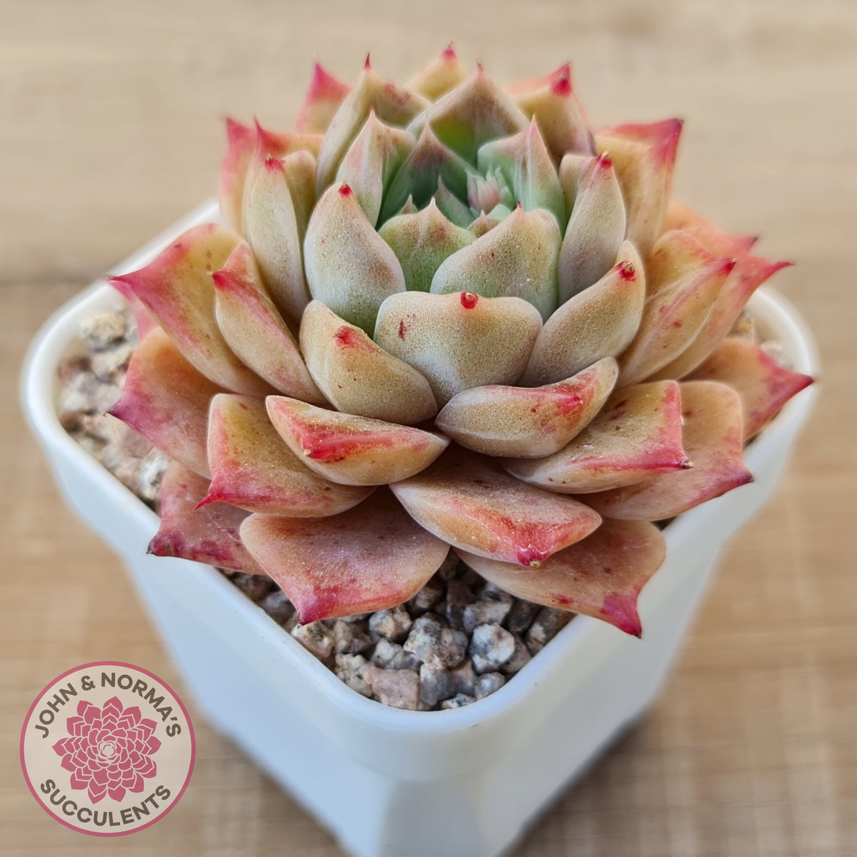 Echeveria 'Bloody Conch'