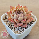 Echeveria 'Bloody Conch'