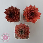 Echeveria 'Bloody Conch'