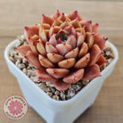 Echeveria 'Bloody Conch'