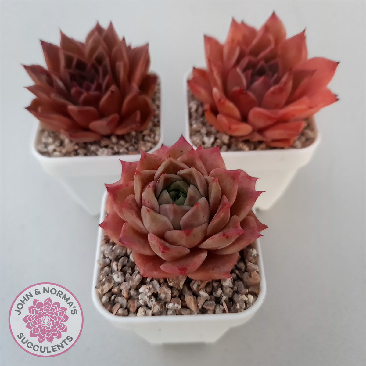 Echeveria 'Bloody Conch'