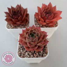 Load image into Gallery viewer, Echeveria &#39;Bloody Conch&#39;
