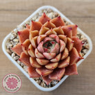 Echeveria 'Bloody Conch'