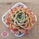 Echeveria 'Bloody Conch'