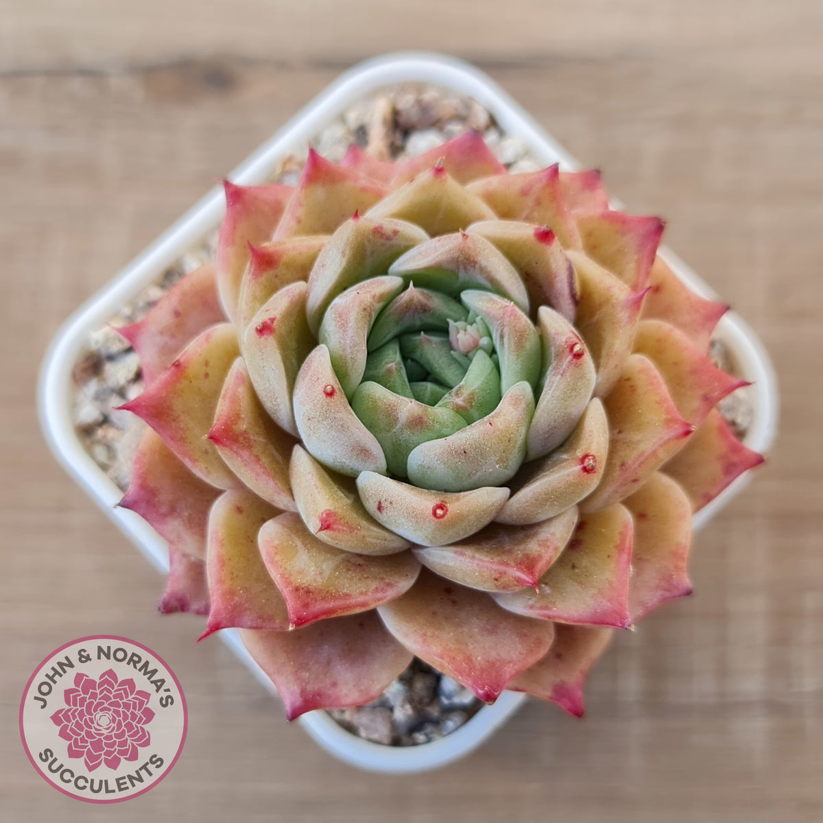 Echeveria 'Bloody Conch'