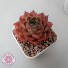 Echeveria 'Bloody Conch'