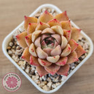 Echeveria 'Bloody Conch'