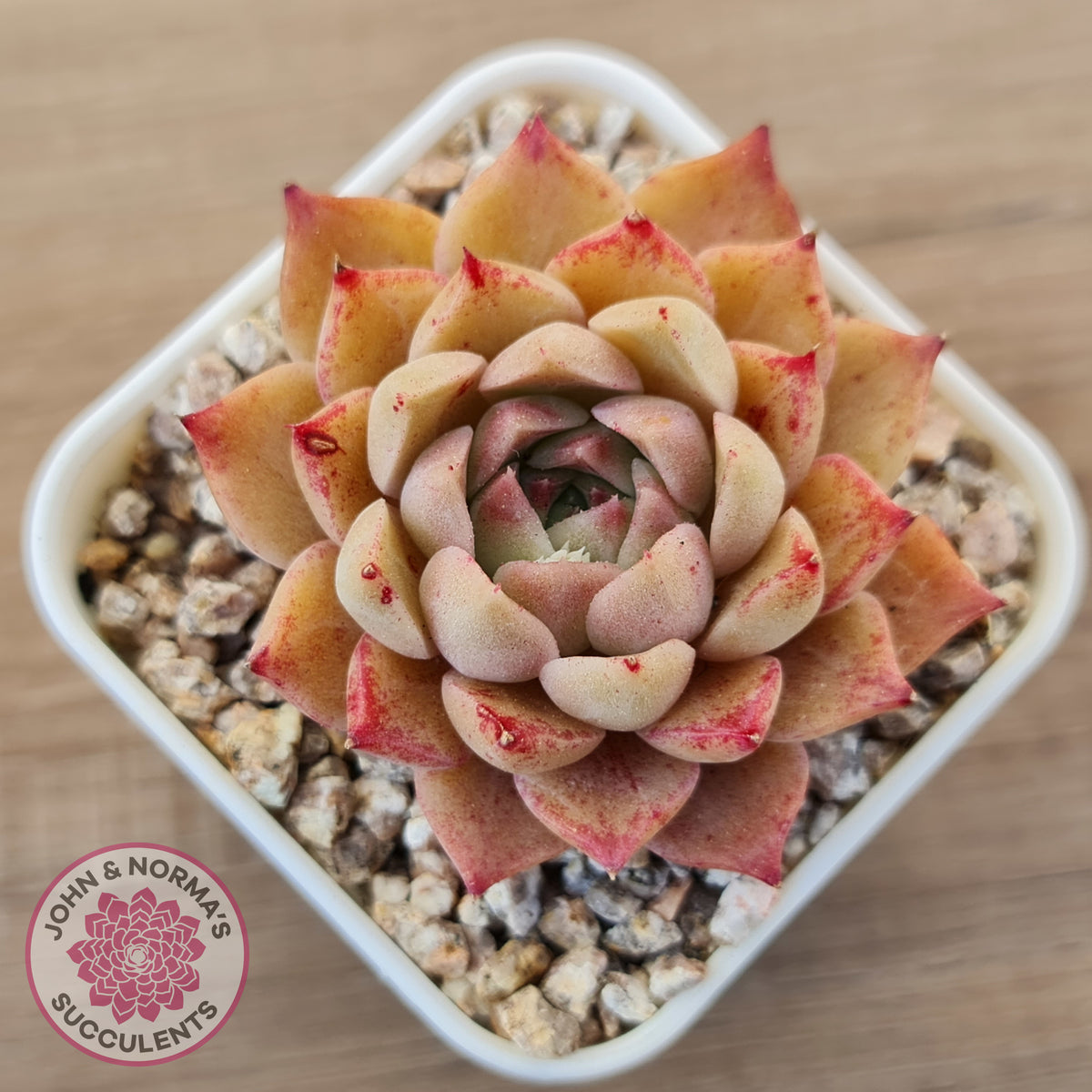 Echeveria 'Bloody Conch'