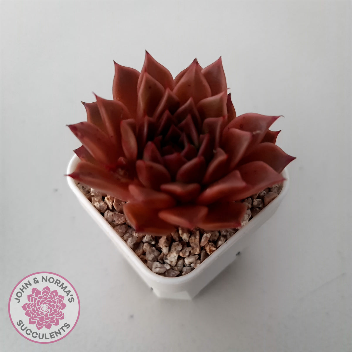 Echeveria 'Bloody Conch'