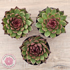 Echeveria 'Bloody Maria'