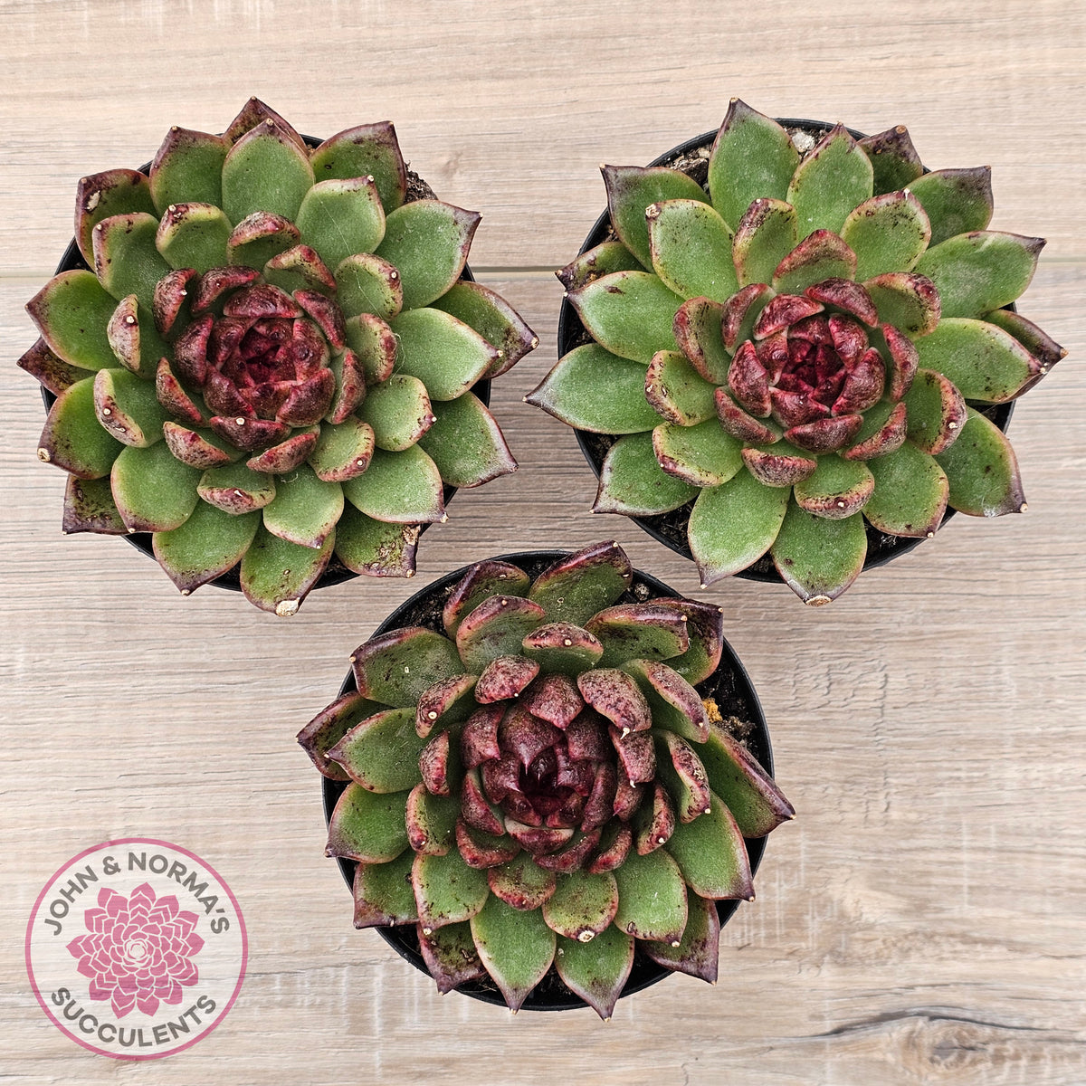 Echeveria 'Bloody Maria'