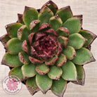 Echeveria 'Bloody Maria'