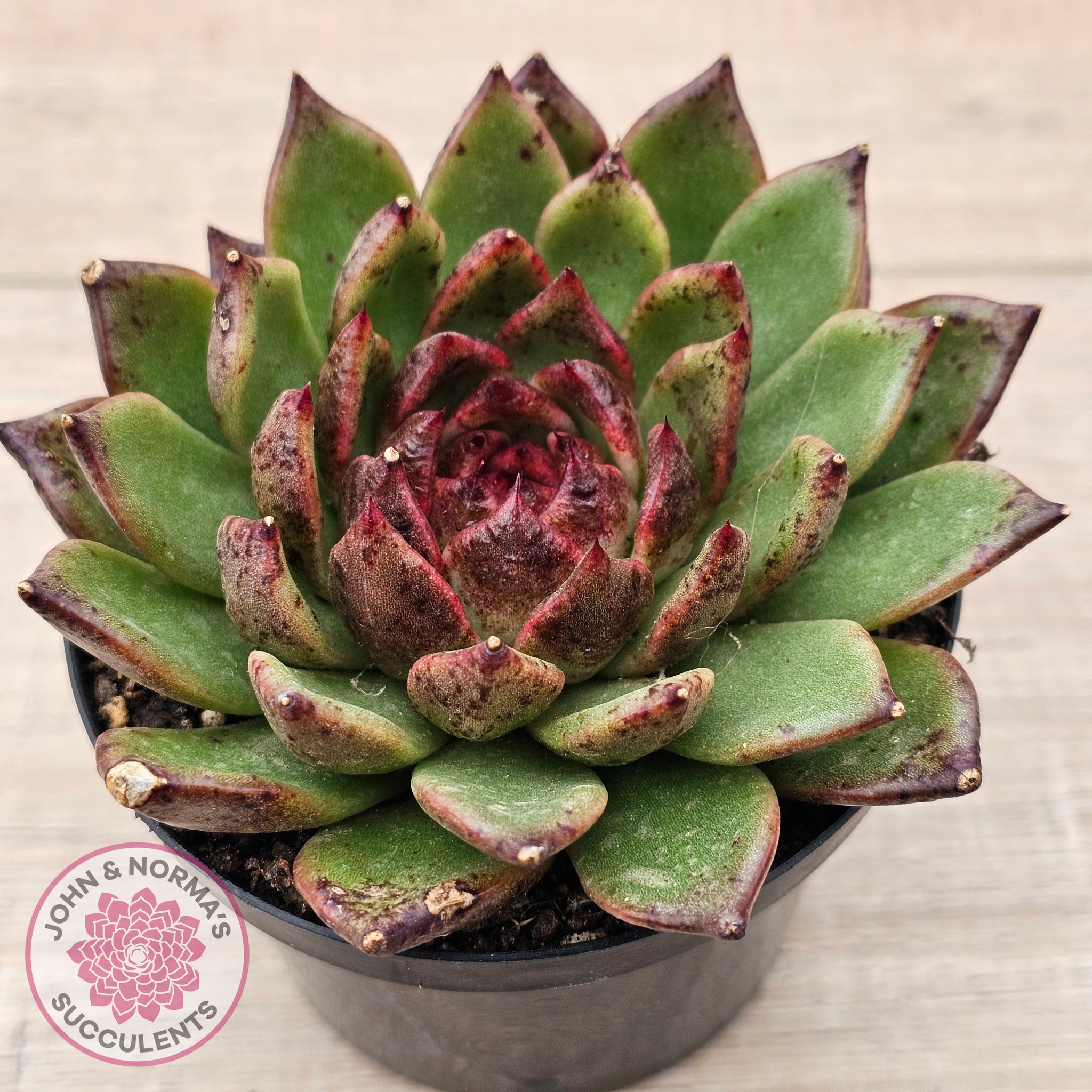 blood succulents Buy Echeveria 'Bloody Maria' Australia