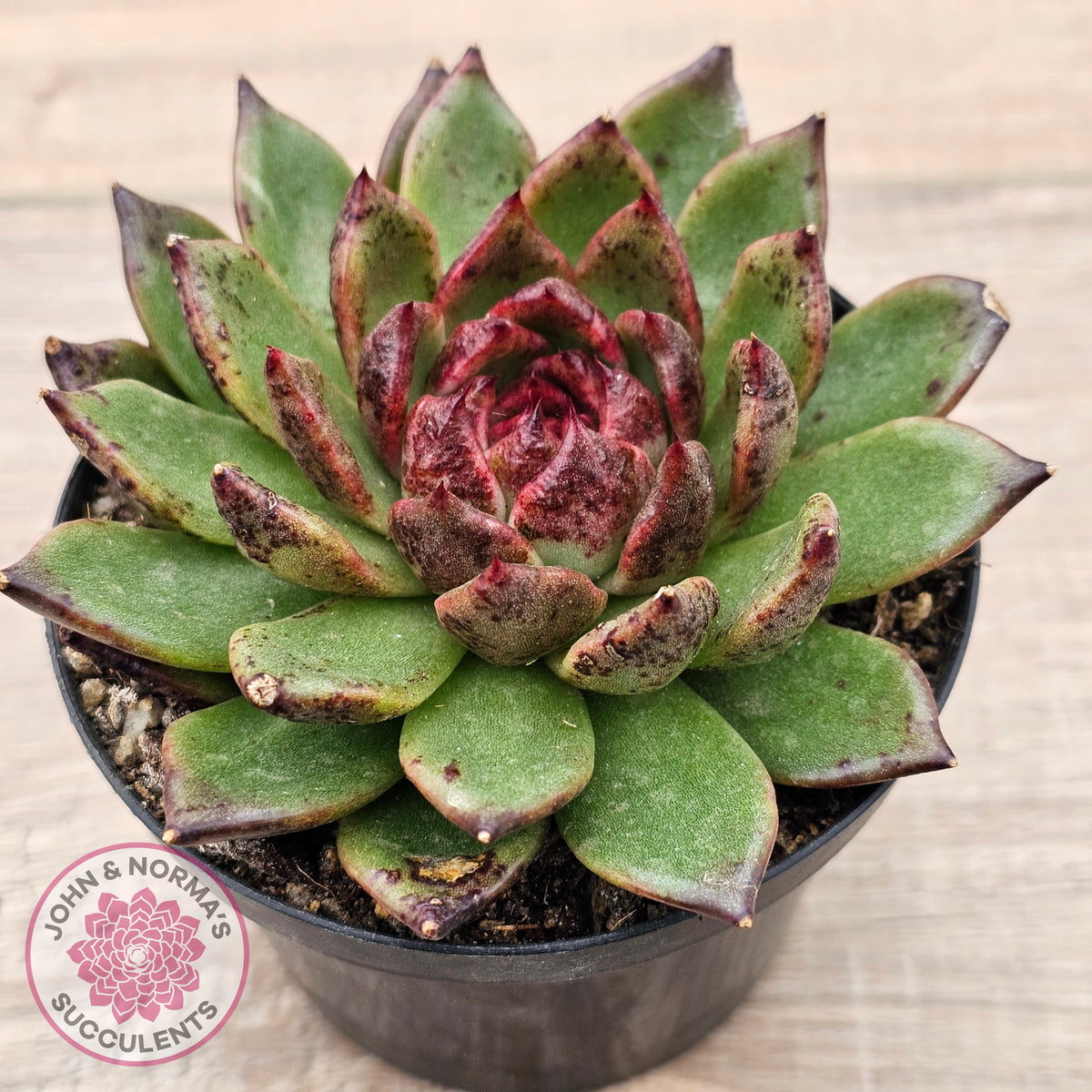 Echeveria 'Bloody Maria'