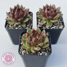 Echeveria 'Bloody Maria'