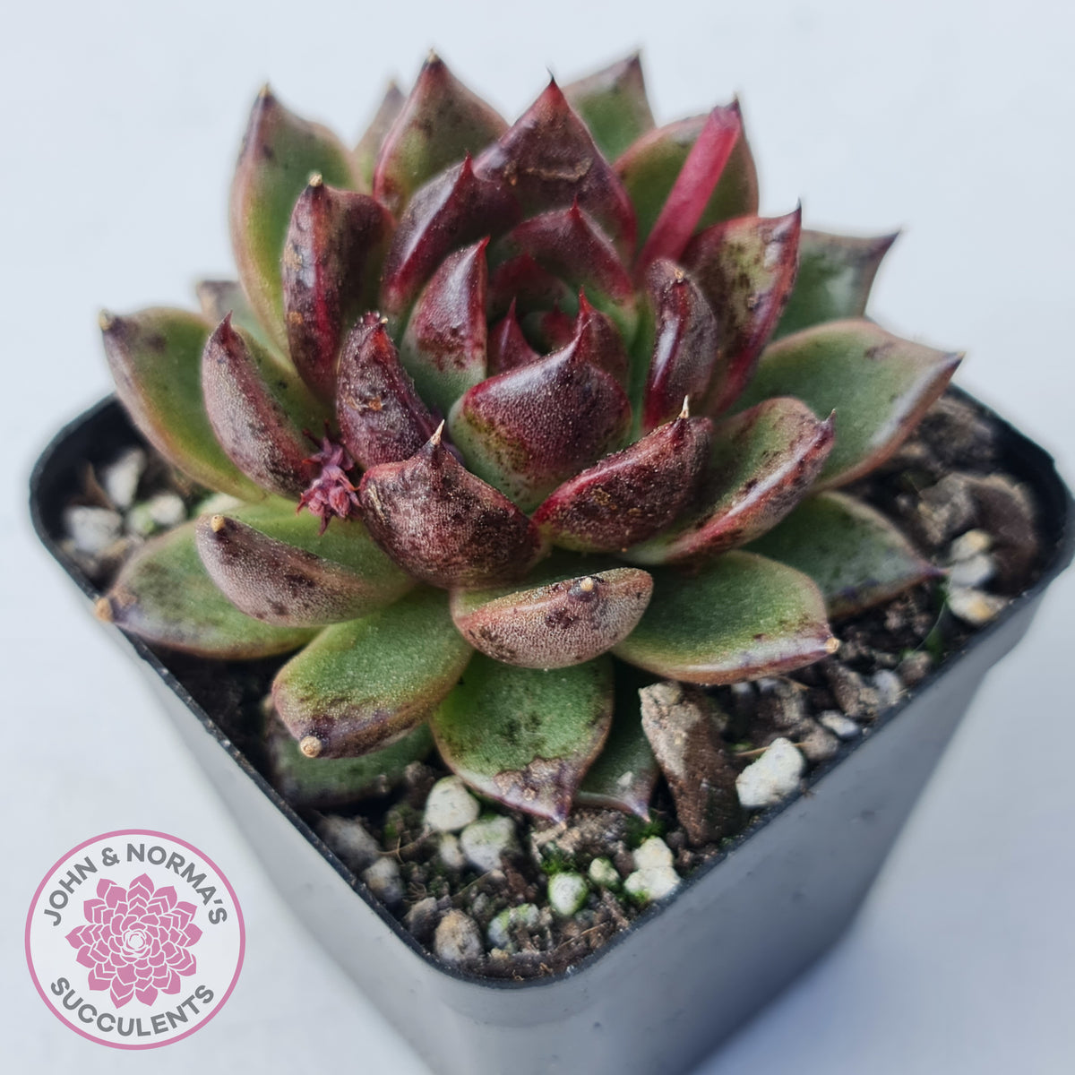 Echeveria 'Bloody Maria'