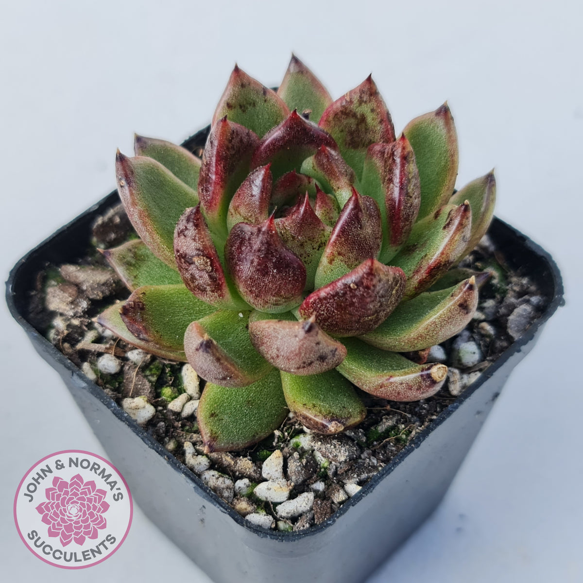Echeveria 'Bloody Maria'