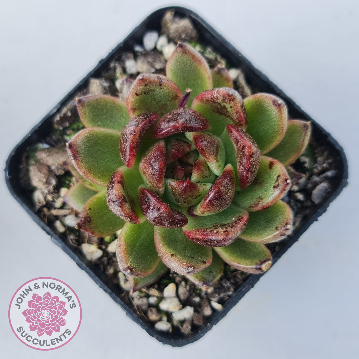Echeveria 'Bloody Maria'