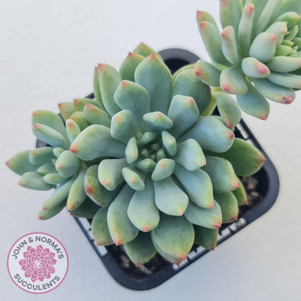 Echeveria 'Blue Apple'