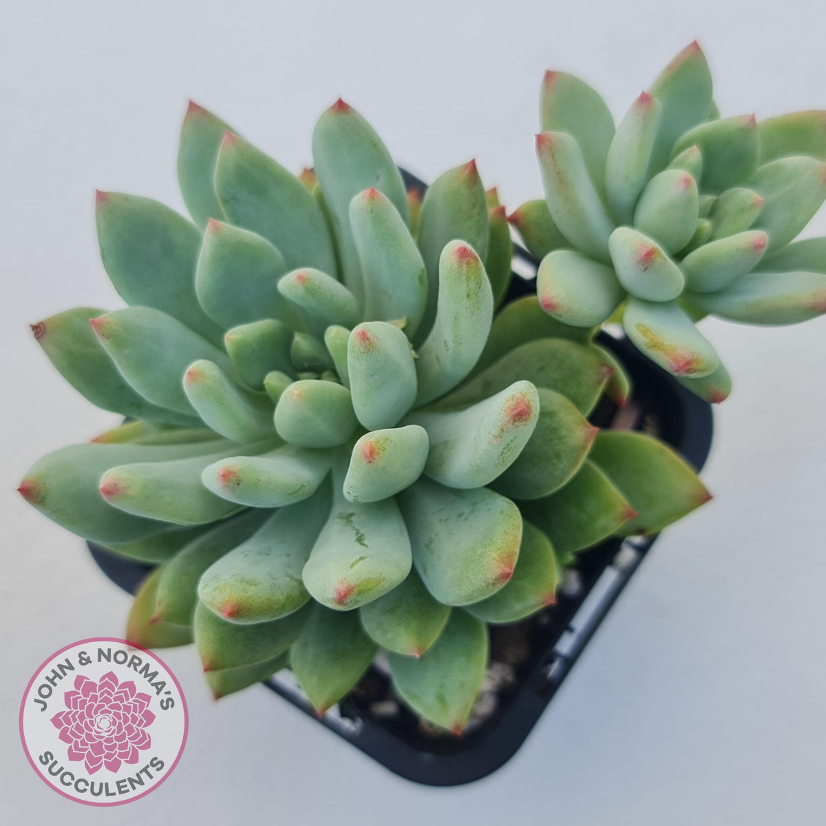Echeveria 'Blue Apple'
