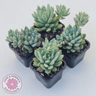 Echeveria 'Blue Apple'