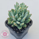 Echeveria 'Blue Apple'