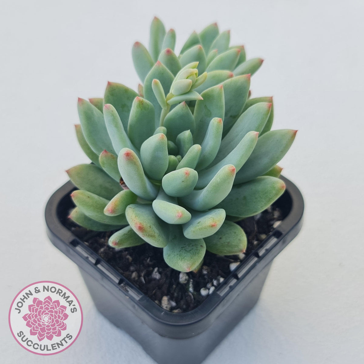 Echeveria 'Blue Apple'