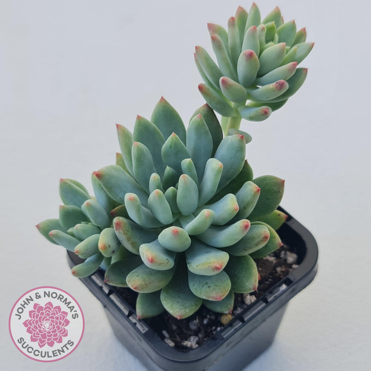 Echeveria 'Blue Apple'