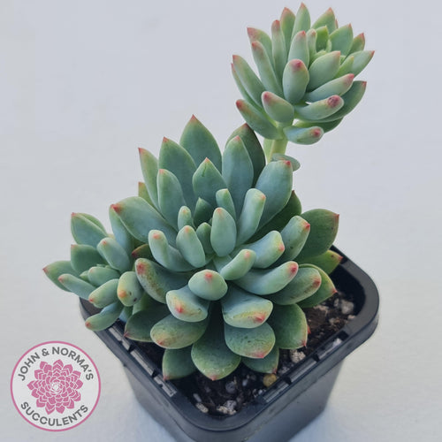 Echeveria 'Blue Apple' - John & Norma's Succulents Australia