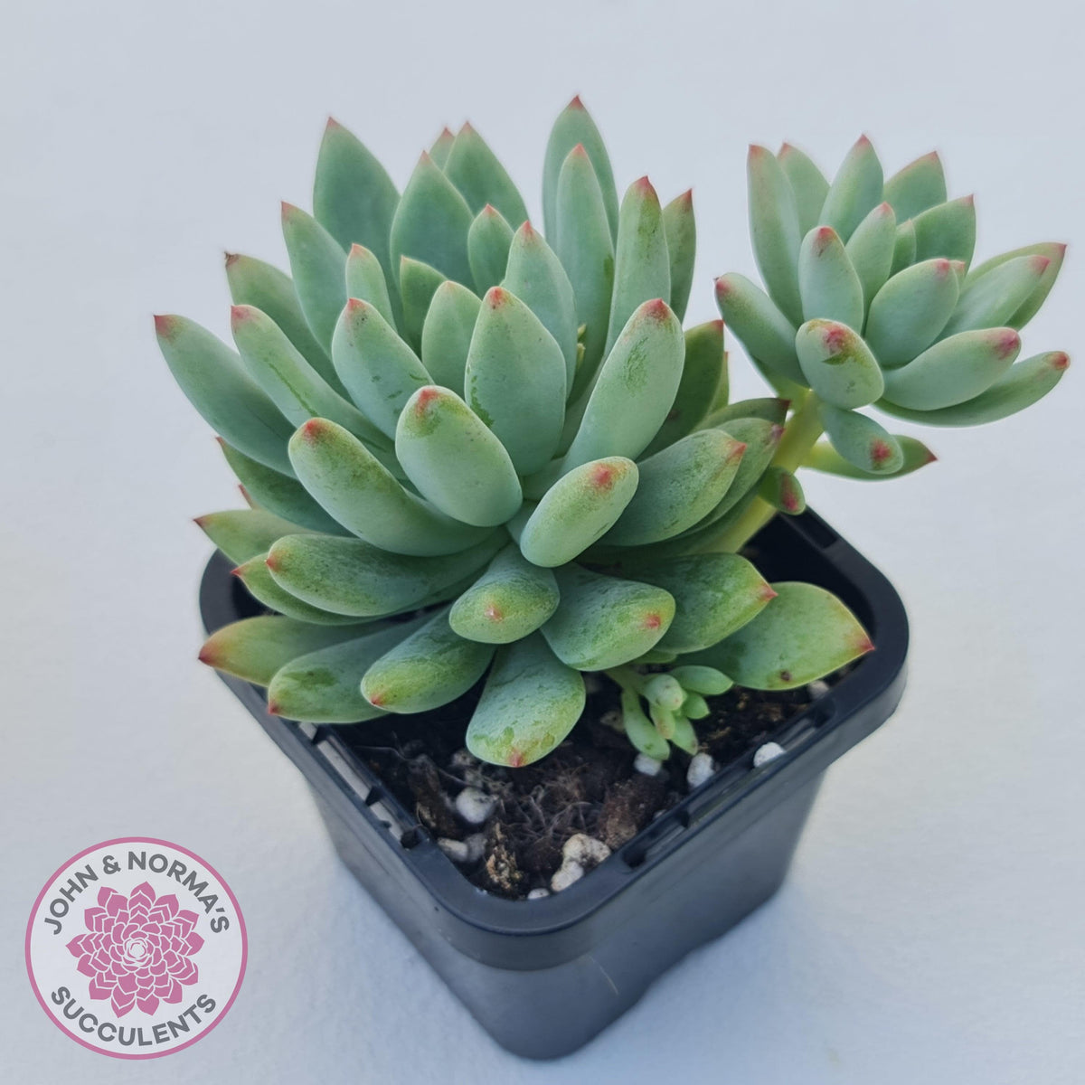 Echeveria 'Blue Apple'