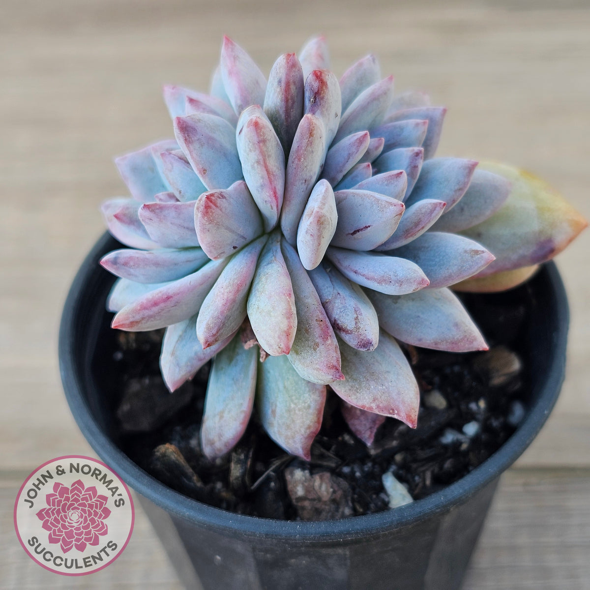 Echeveria 'Blue Bird' Monstrose