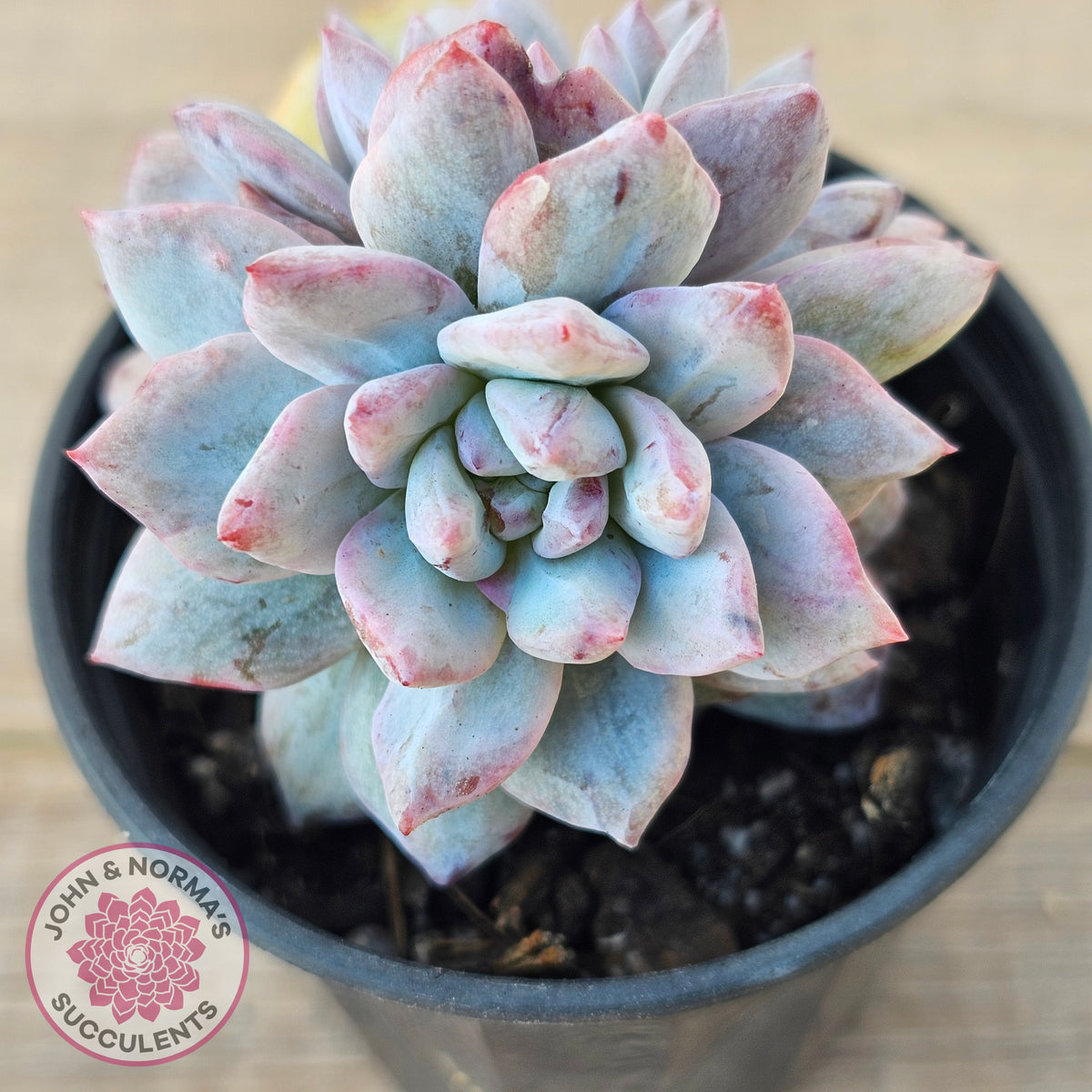 Echeveria 'Blue Bird' Monstrose