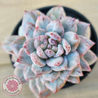Echeveria 'Blue Bird' Monstrose