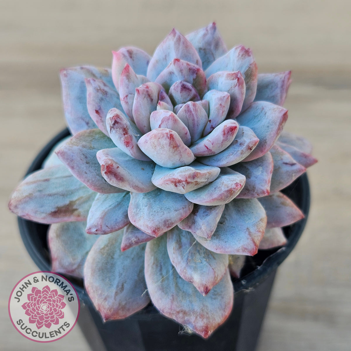 Echeveria 'Blue Bird' Monstrose